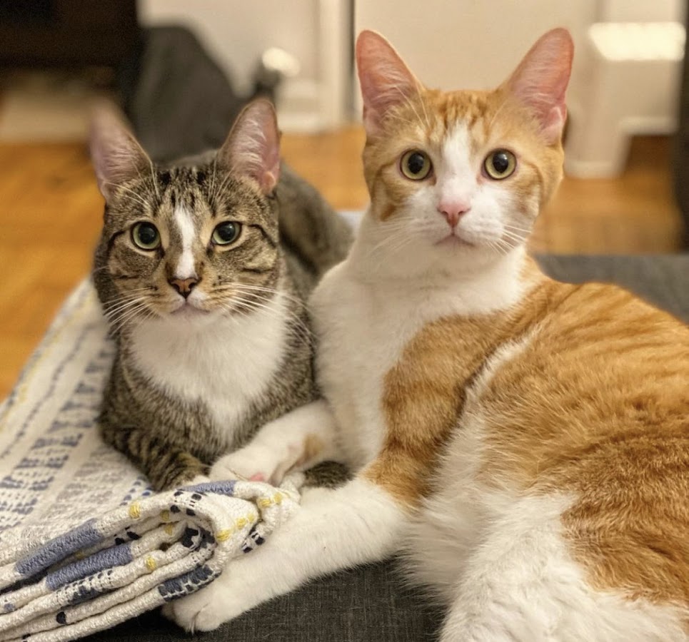 Two cats resting together