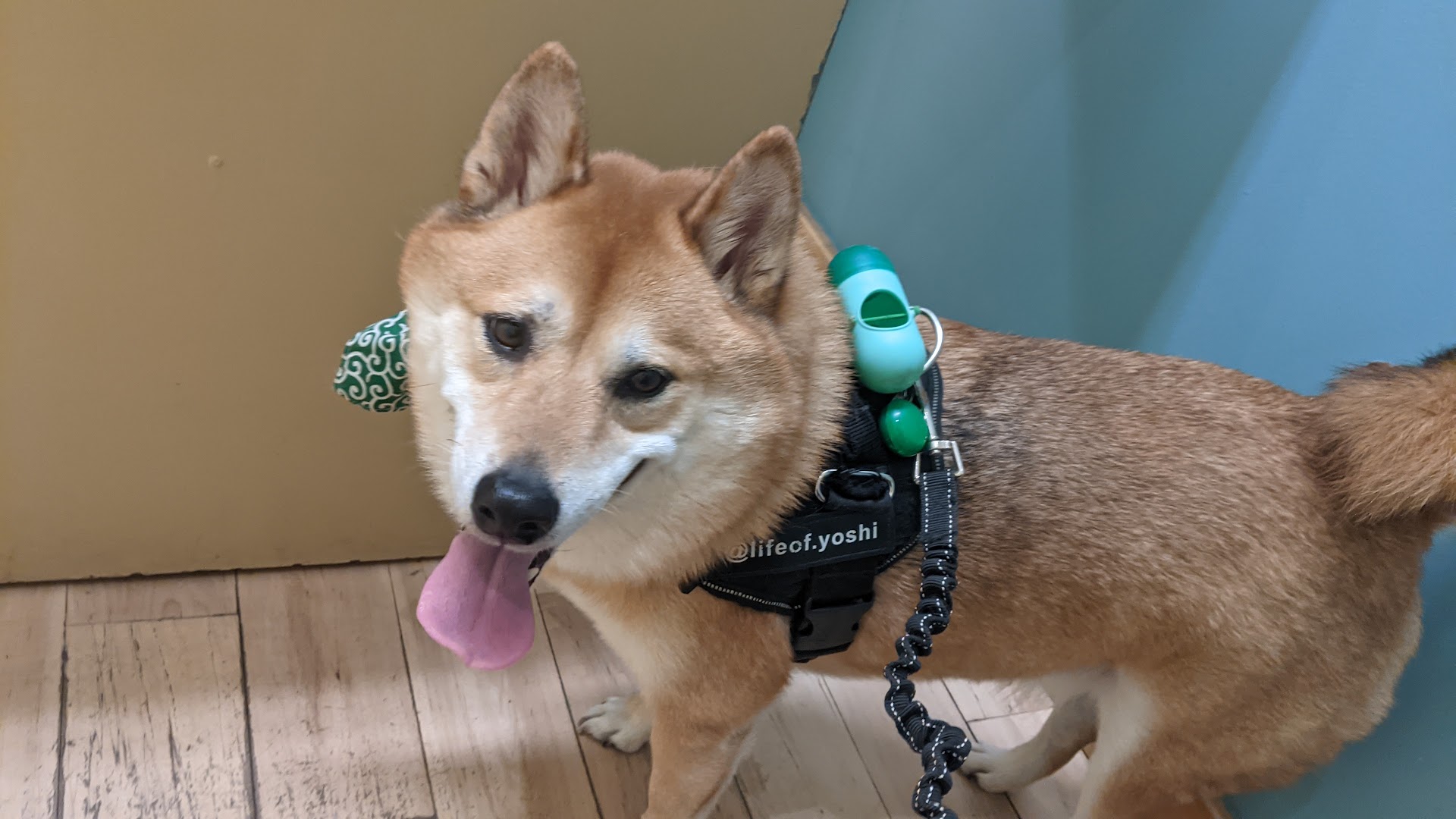 Happy dog wearing harness