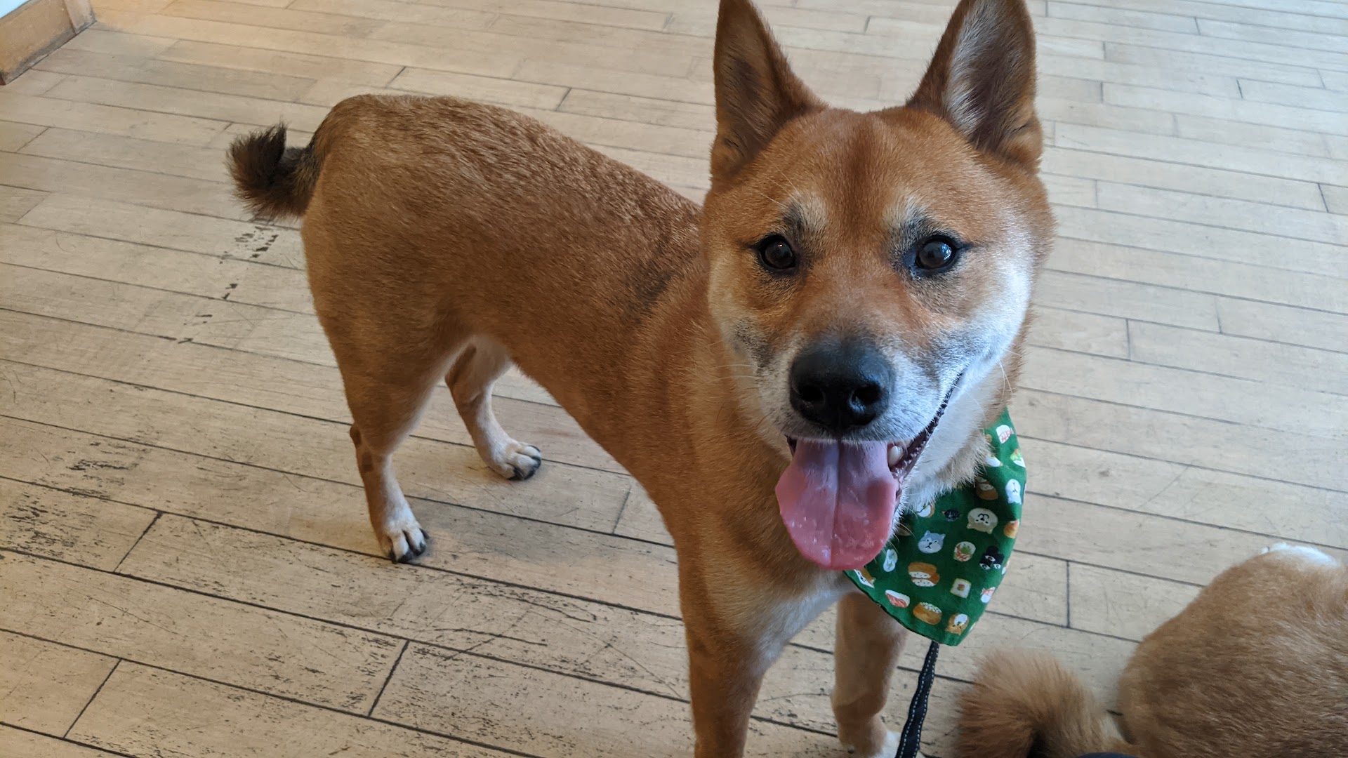Happy dog at Bathurst-Dupont Animal Hospital, Toronto